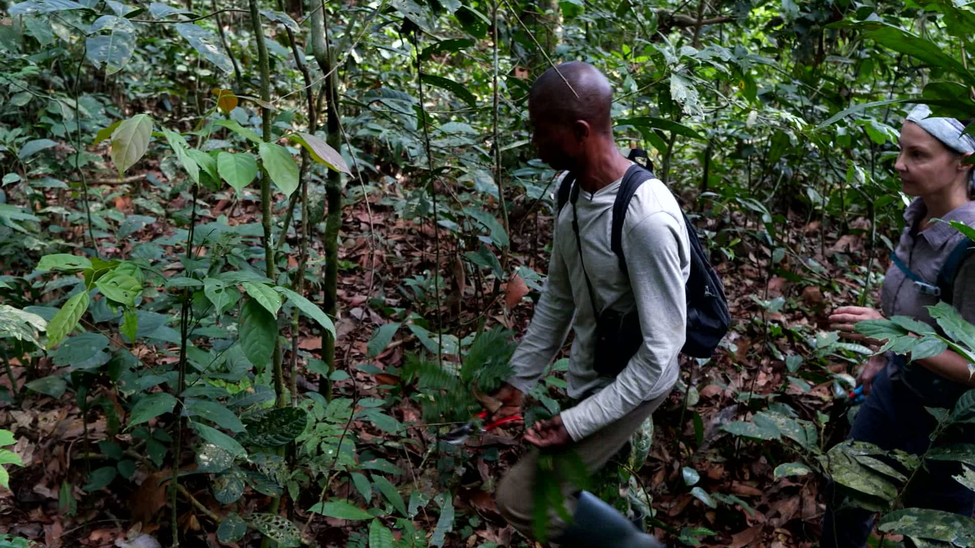 The Bonobo Peace Forest