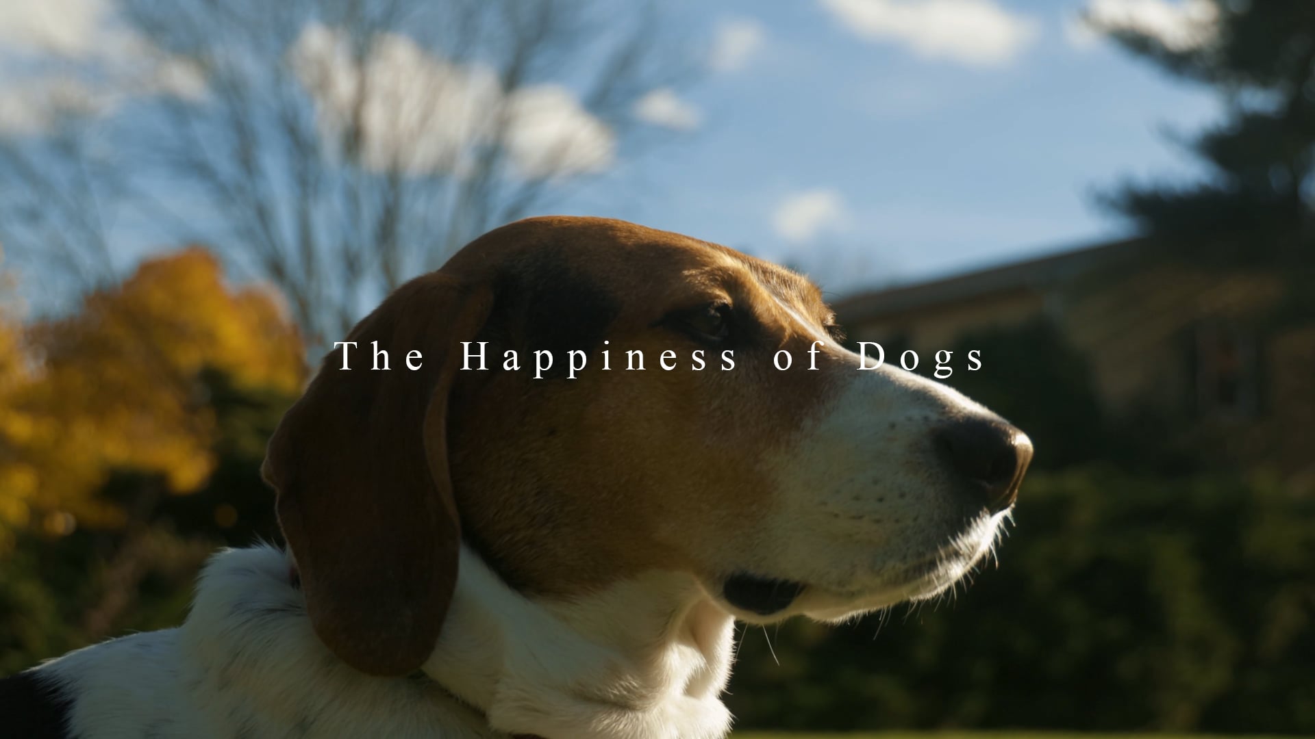 The Happiness of Dogs