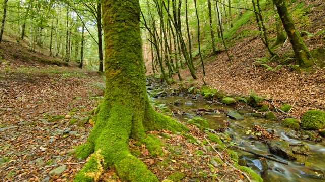 Picturesque wildlife, thick of the forest. Beautiful green moss on the  stones and roots of trees 26483824 Stock Photo at Vecteezy