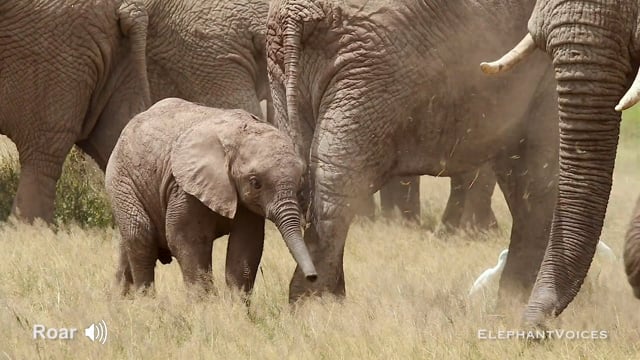 Roar. Context: Calf Nourishment & Weaning (3)