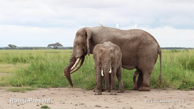 Rump-Present. Context: Courtship (1)