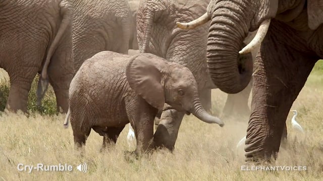 Cry-Rumble. Context: Calf Nourishment & Weaning (6)
