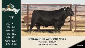 Lot #17 - PYRAMID PLAYBOOK 9047