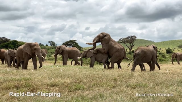 Rapid-Ear-Flapping. Context: Courtship (1)