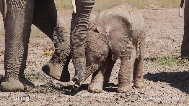 Pulling. Context: Calf Reassurance & Protection (4)
