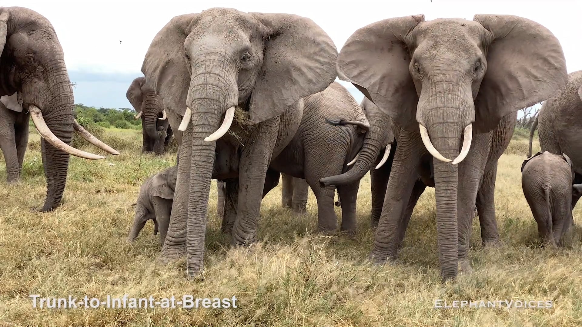 Trunk-to-Infant-at-Breast. Context: Calf Nourishment & Weaning (15)