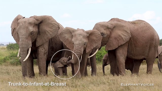 Trunk-to-Infant-at-Breast. Context: Calf Nourishment & Weaning (14)