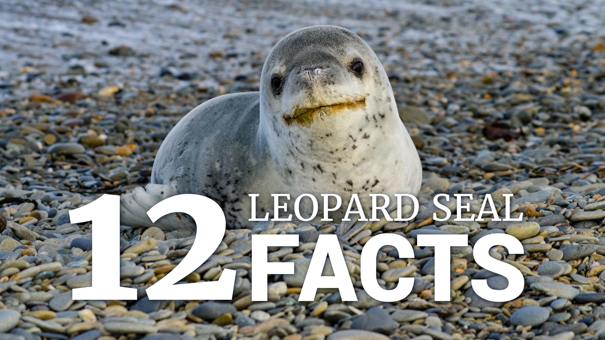 12 Leopard Seal Facts on Vimeo