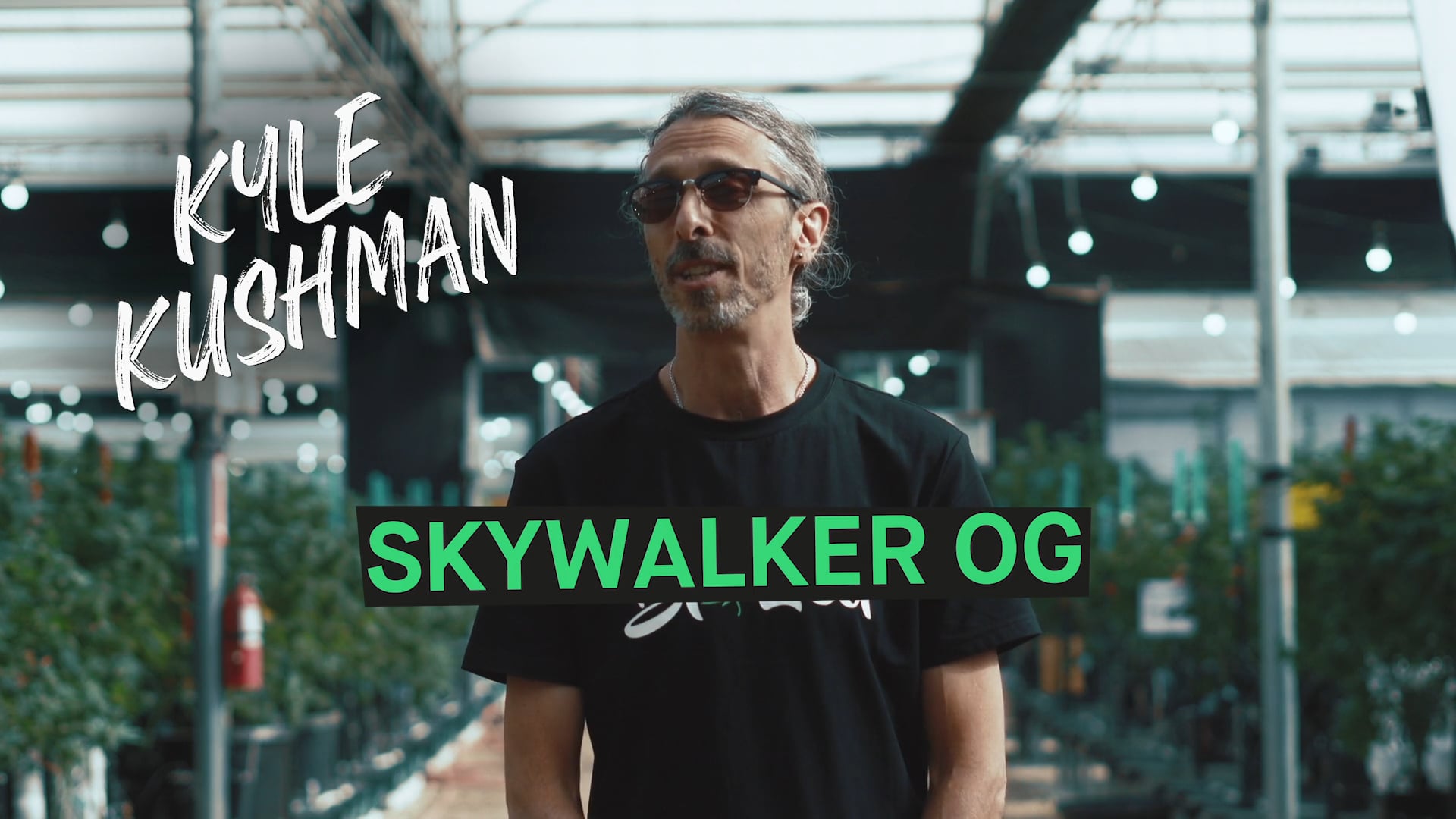 Skywalker OG Feminized Cannabis Seeds