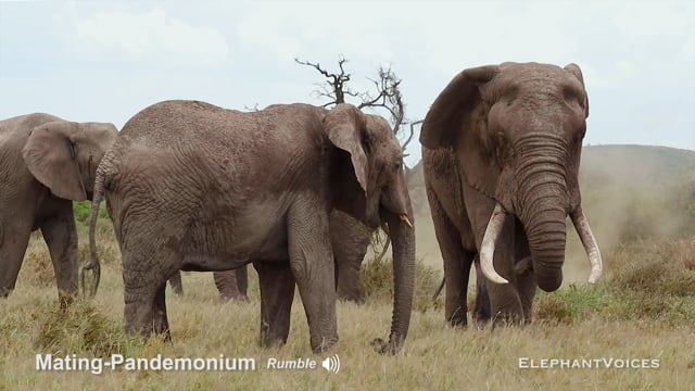 Mating-Pandemonium. Context: Advertisement & Attraction (7)