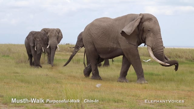 Musth-Walk. Context: Advertisement & Attraction (10)