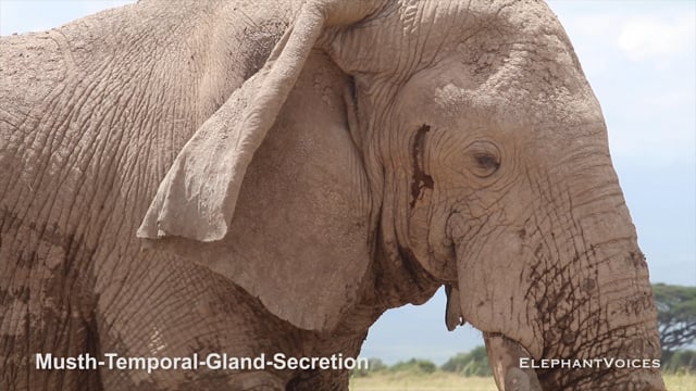 Musth-Temporal-Gland-Secretion. Context: Advertisement & Attraction (5)