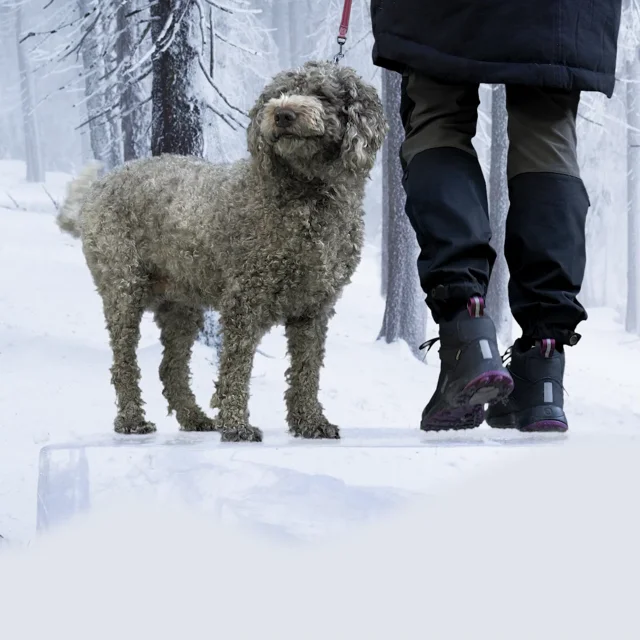 Best winter outlet dog walking boots