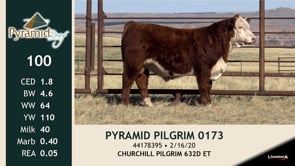 Lot #100 - PYRAMID PILGRIM 0173