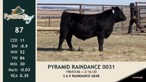 Lot #87 - PYRAMID RAINDANCE 0031