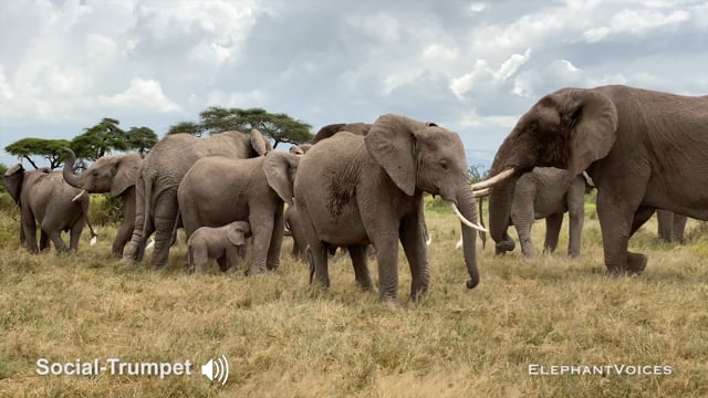 Social-Trumpet. Context: Advertisement & Attraction (2)