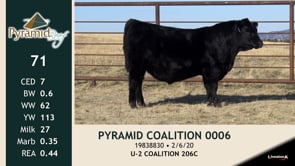 Lot #71 - PYRAMID COALTION 0006