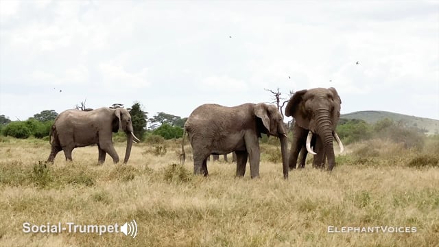 Social-Trumpet. Context: Advertisement & Attraction (1)