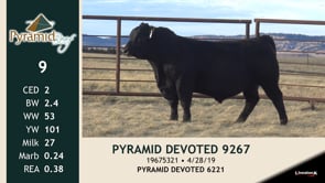 Lot #9 - PYRAMID DEVOTED 9267