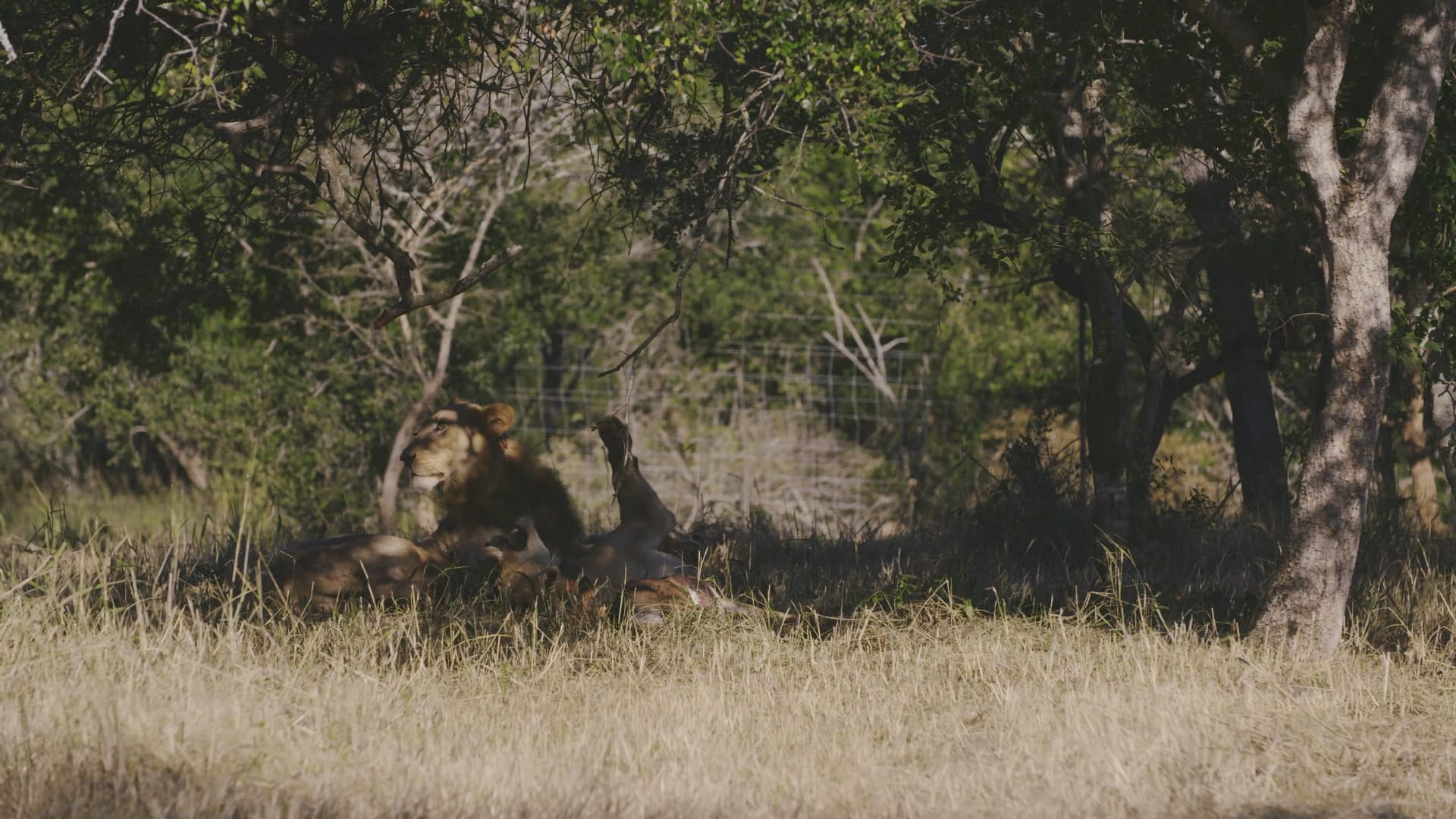 Reintroducing Lions to Somkhanda Game Reserve