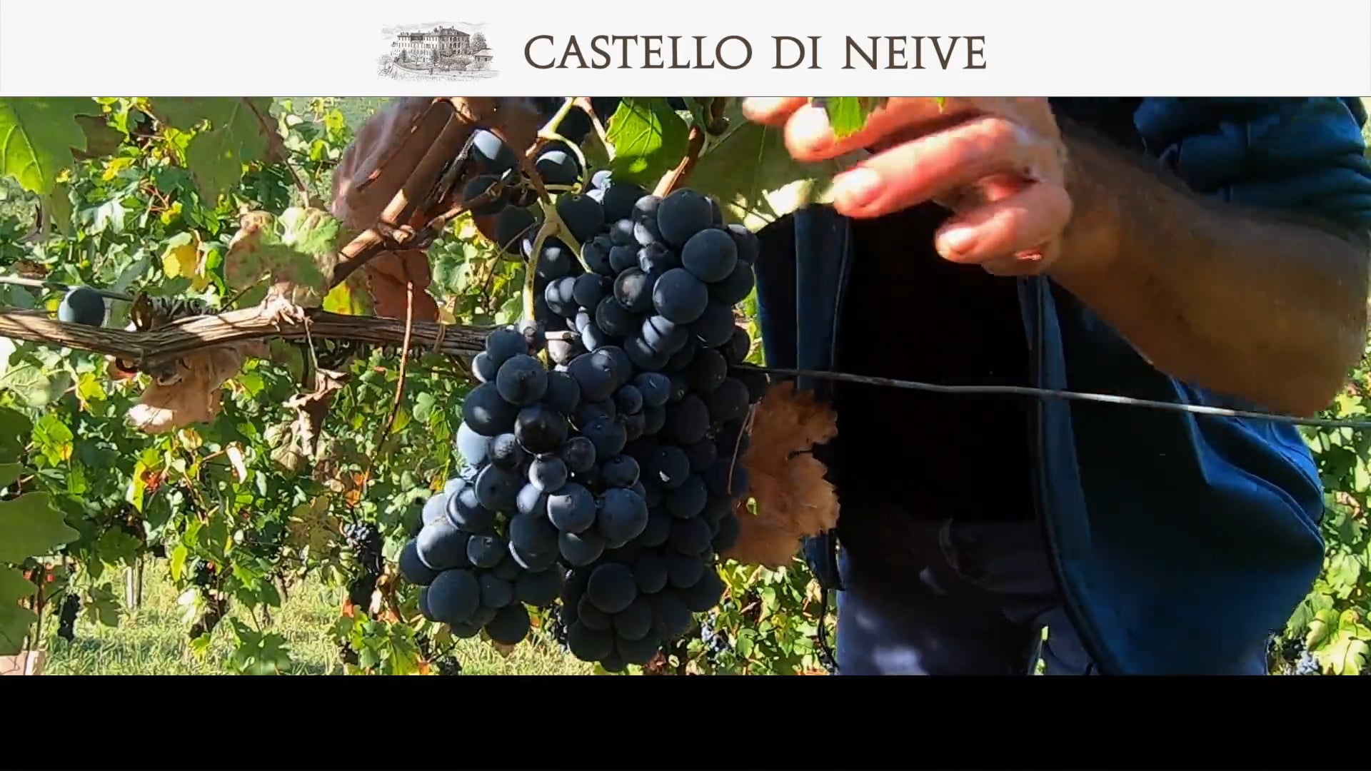 Vendemmia 2020 | Vitigno Barbera
