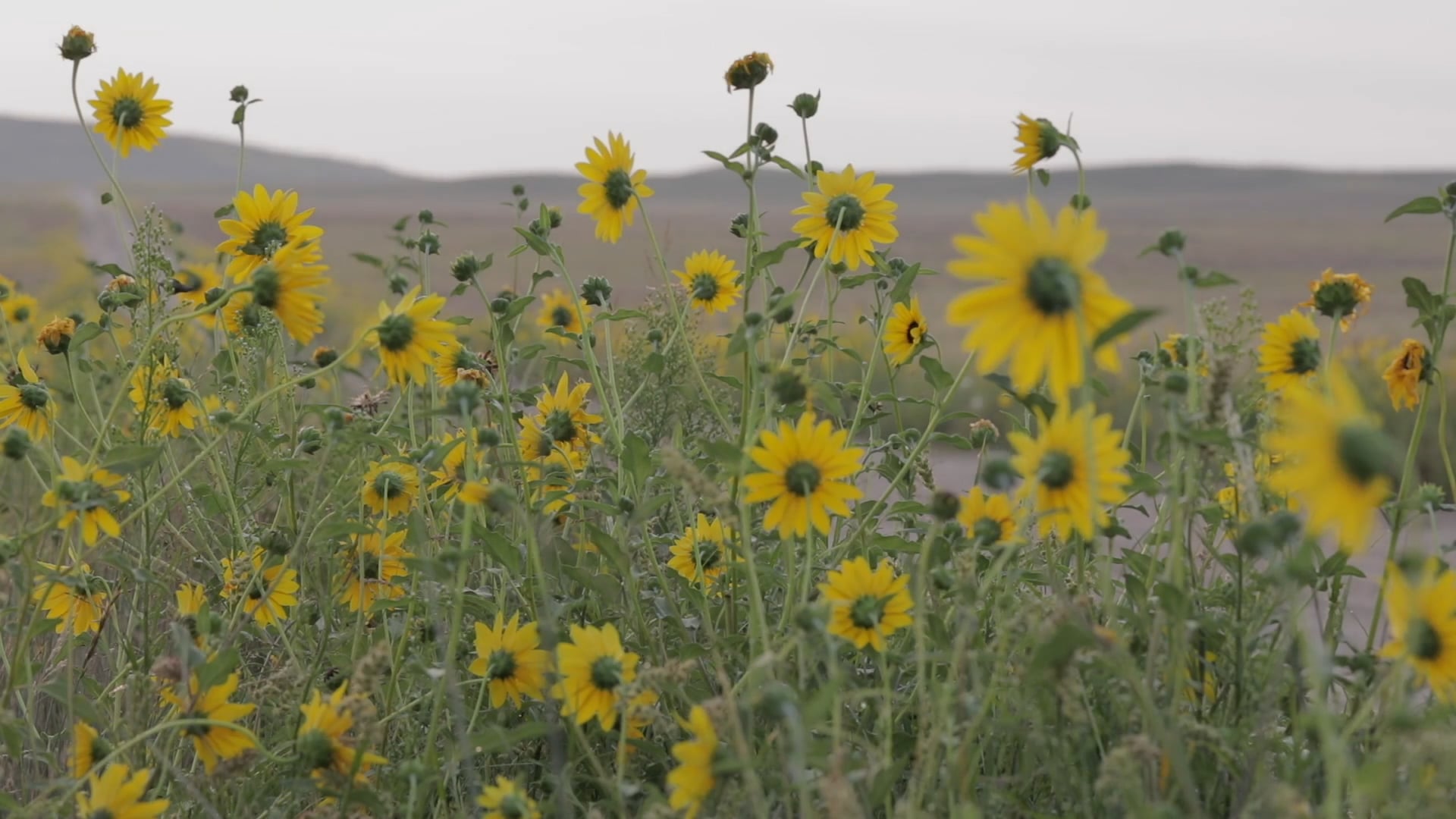 The Last Prairie Trailer