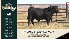 Lot #60 - PYRAMID STEADFAST 9074