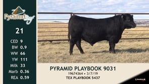 Lot #21 - PYRAMID PLAYBOOK 9031