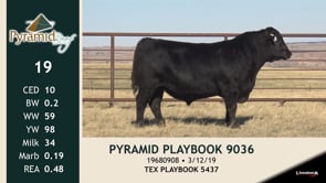 Lot #19 - PYRAMID PLAYBOOK 9036