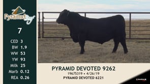 Lot #7 - PYRAMID DEVOTED 9262
