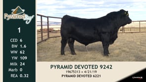 Lot #1 - PYRAMID DEVOTED 9242