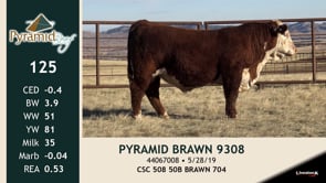 Lot #125 - PYRAMID BRAWN 9308