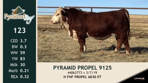 Lot #123 - PYRAMID PROPEL 9125