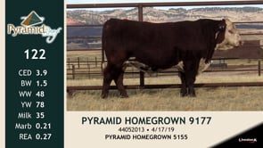 Lot #122 - PYRAMID HOMEGROWN 9177