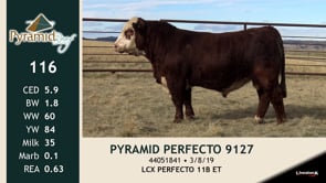 Lot #116 - PYRAMID PERFECTO 9127