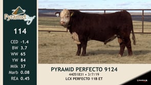 Lot #114 - PYRAMID PERFECTO 9124