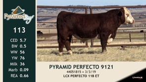 Lot #113 - PYRAMID PERFECTO 9121