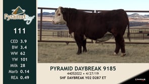 Lot #111 - PYRAMID DAYBREAK 9185