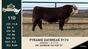 Lot #110 - PYRAMID DAYBREAK 9174