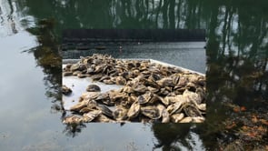 Sustainable Oyster Aquaculture