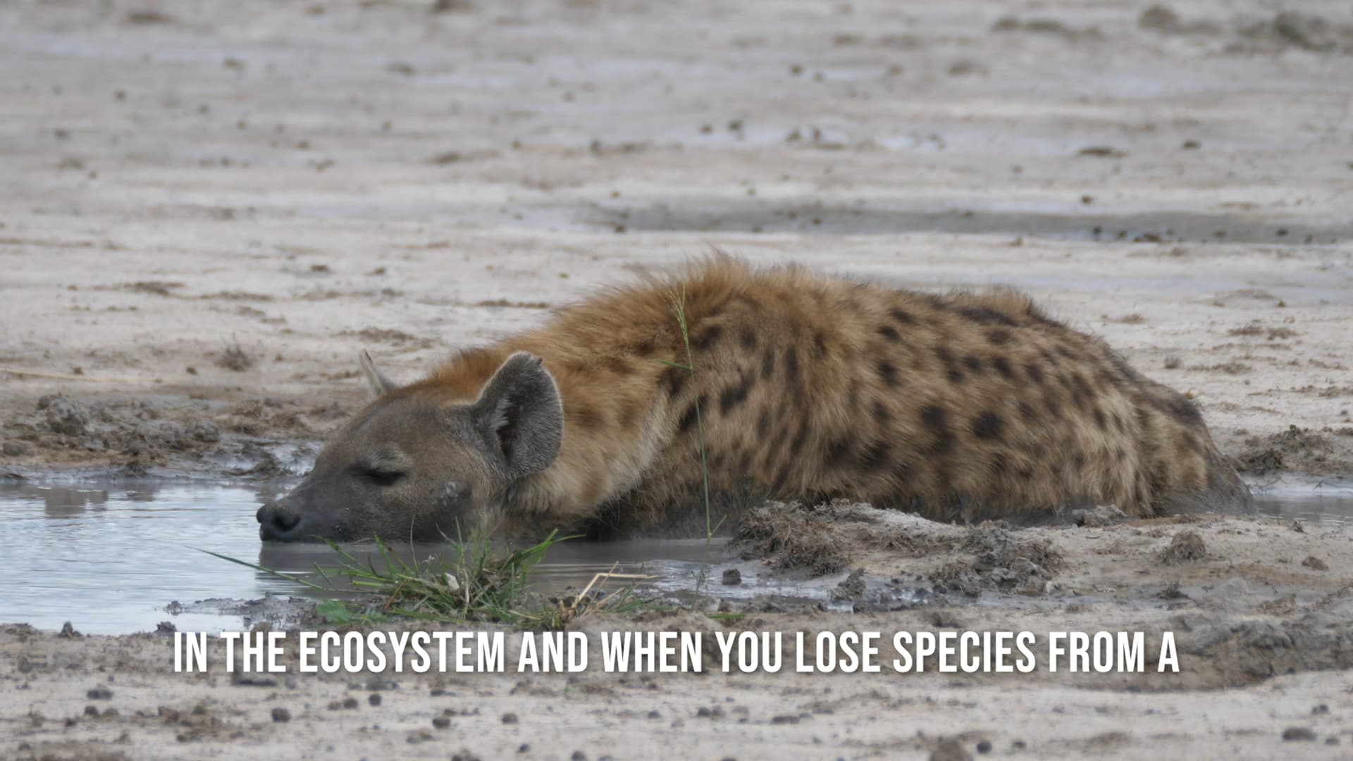A Clan is Born: A Hyena Story