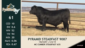 Lot #61 - PYRAMID STEADFAST 9087