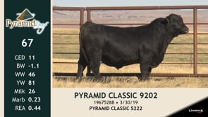 Lot #67 - PYRAMID CLASSIC 9202
