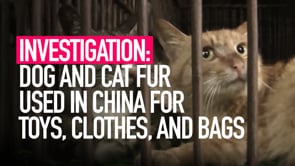 Dog and cat fur used for bags, toys and clothes in China