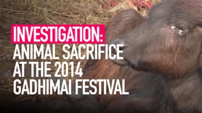 Gadhimai 2014 Report
